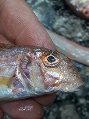 Mullus barbatus