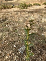 Asclepias erosa