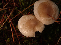 Hygrophorus piceae