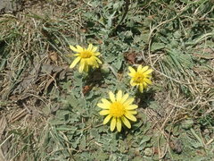 Arctotis arctotoides