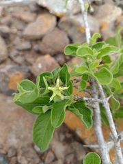 Vangueria macrocalyx image