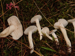 Hygrophorus piceae