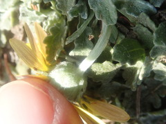 Arctotis arctotoides