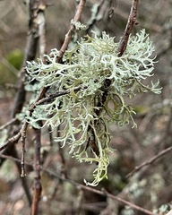 Evernia prunastri