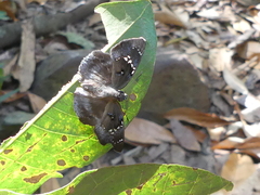 Tagiades insularis mayotta