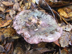 Russula cyanoxantha