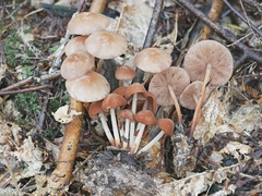 Marasmius cohaerens lachnophyllus