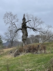 Agrobacterium radiobacter