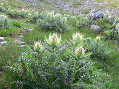 Cirsium spinosissimum