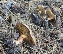 Suillus bovinus