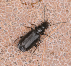 Microlestes minutulus