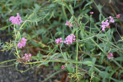 Centranthus lecoqii