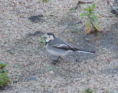Motacilla alba
