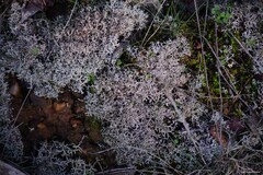 Cladonia rangiformis