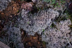 Cladonia rangiformis