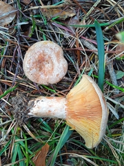 Lactarius quieticolor