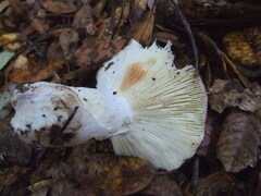 Russula cyanoxantha