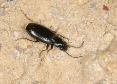 Microlestes minutulus