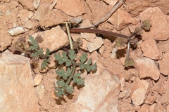 Cymopterus