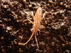 Orchesella flavescens