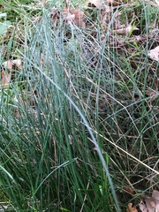 Carex divulsa