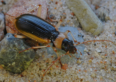Nebria livida