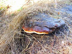 Ganoderma oregonense