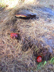 Ganoderma oregonense