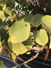 Cercis occidentalis