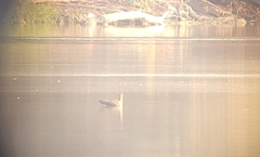 Stercorarius parasiticus