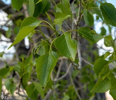 Populus angustifolia