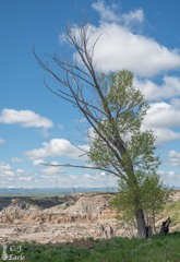 Populus angustifolia