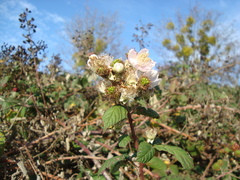 Rubus