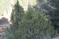 Juniperus thurifera