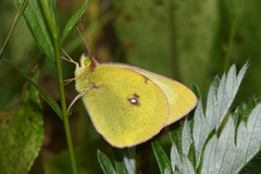 Colias occidentalis