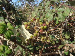 Rubus
