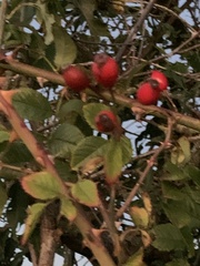 Rosa canina