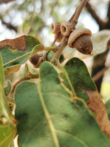 Quercus aristata