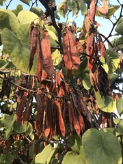Cercis occidentalis