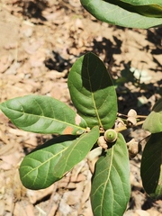 Quercus aristata