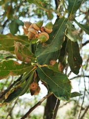 Quercus aristata