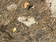 Cercyonis oetus