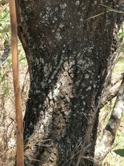 Quercus aristata