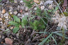 Santolina rosmarinifolia