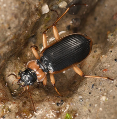 Nebria livida