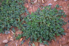 Medicago truncatula