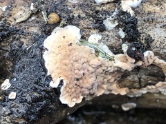 Peniophora incarnata