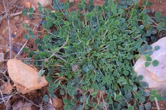 Medicago truncatula
