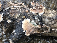 Peniophora incarnata