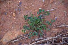 Medicago truncatula